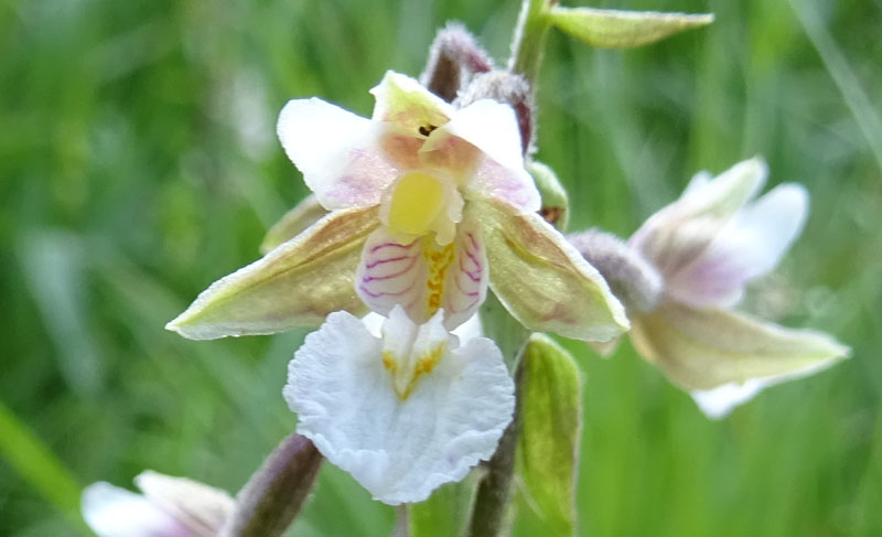 Epipactis palustris